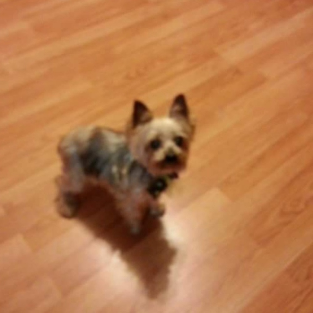 My BEAUTIFUL Baby Girl Lily! Rip Sweet Angel!